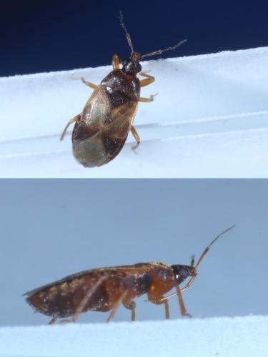 Lyctocoris campestris